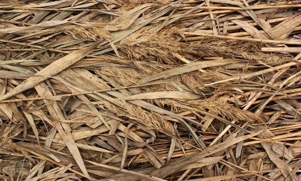 Fundo de cana seca natural — Fotografia de Stock