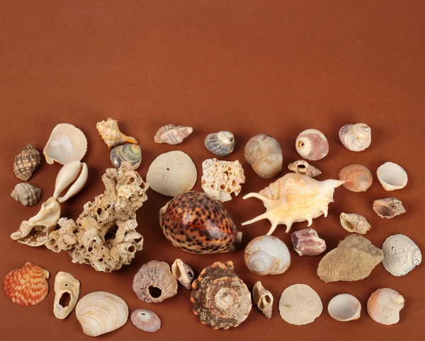 Conchas de mar y mariscos sobre mesa marrón — Foto de Stock