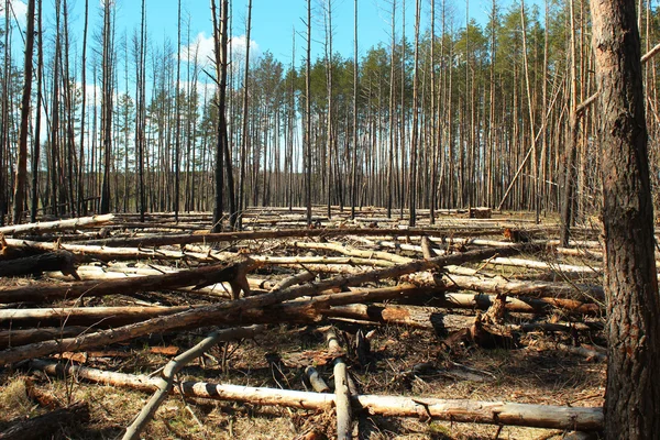 Bir çam ormanı içinde günlüğe kaydedilen alan