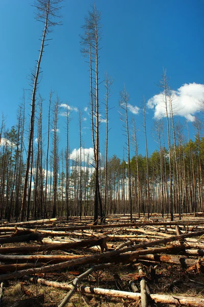 Bir çam ormanı içinde günlüğe kaydedilen alan
