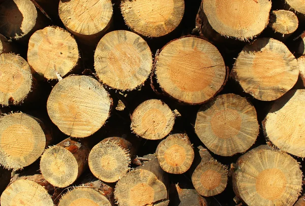 Fundo de troncos de lenha seca em uma pilha — Fotografia de Stock
