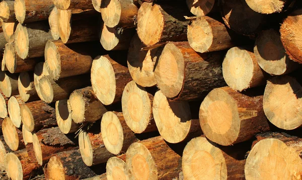 Fundo de troncos de lenha seca em uma pilha — Fotografia de Stock