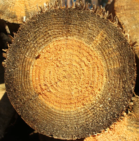 Antecedentes de toros de pinheiro serrados secos — Fotografia de Stock