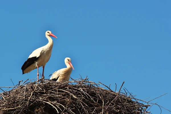 Cigognes mâles et femelles dans le nid — Photo