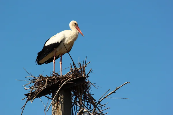 Storchenmännchen Nest — Stockfoto