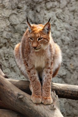Adult eurasian lynx clipart