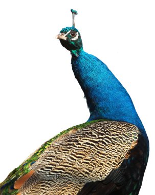 Beyaz arka plan üzerinde izole erkek Hint tavus kuşu (Pavo cristatus)