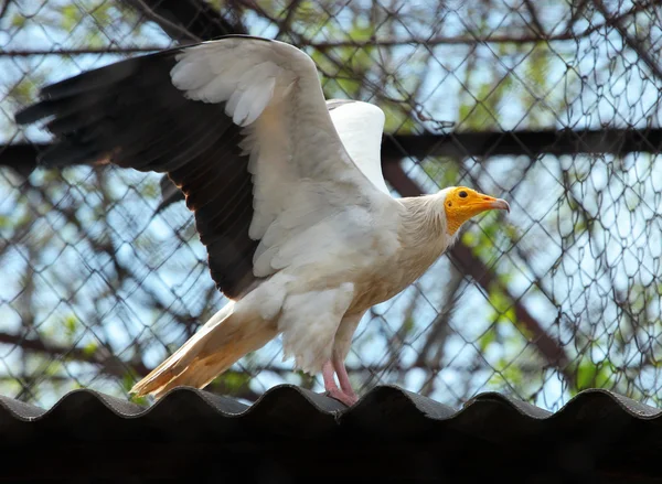 Buitre egipcio (Neophron percnopterus) — Foto de Stock