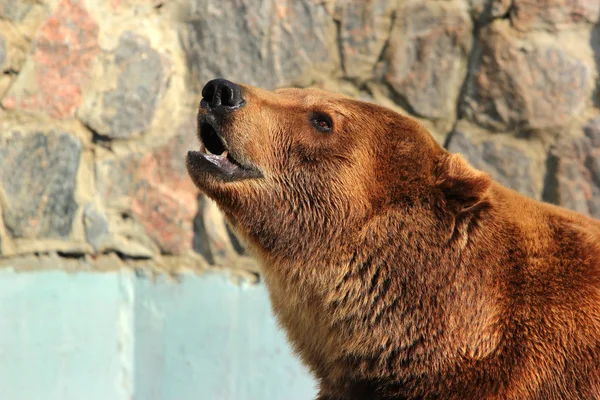 Braunbär (ursus arctos) im Zoo — Stockfoto