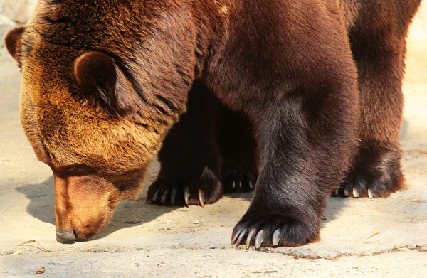 Braunbär-Schnüffelgrund (ursus arctos) im Zoo — Stockfoto