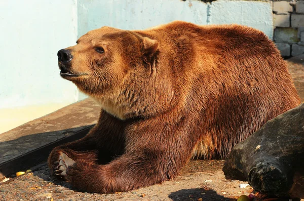 Braunbär bettelt im Zoo um Futter (ursus arctos) — Stockfoto