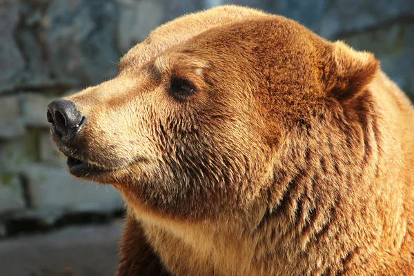 Kopf eines Braunbären (ursus arctos)) — Stockfoto