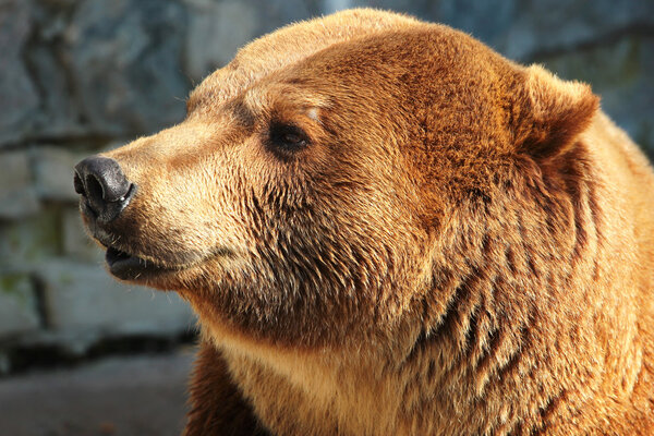 Head of a brown bear (Ursus arctos)