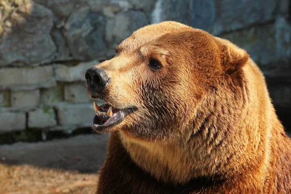 Braunbär (ursus arctos) im Zoo — Stockfoto
