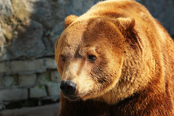 Braunbär (ursus arctos) im Zoo — Stockfoto