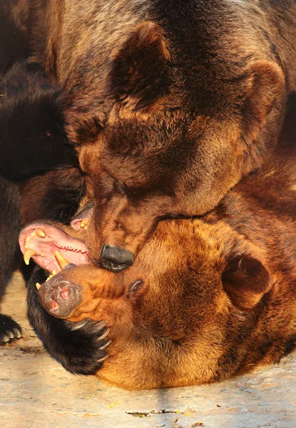 Zwei Braunbären (ursus arctos) spielen in einem Zoo — Stockfoto