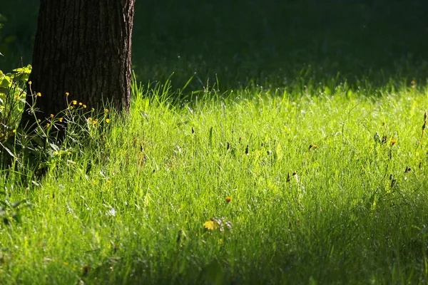 Lichtpuntje voor zonlicht op groen gras in een park — Stockfoto
