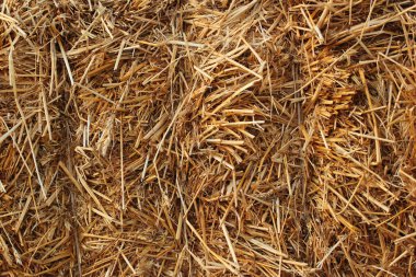 Saman fırtınası, yakın çekim dokusu. Hasat edilen buğday tarlasında saman ve sakal.