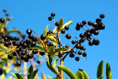 Papaz böğürtlen ve yaprakları, Ligustrum vulgare