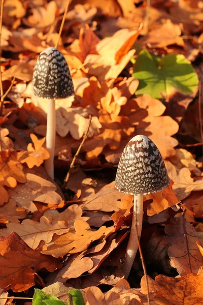 Coprinus Comatus Champignon Chapeau Encre — Photo