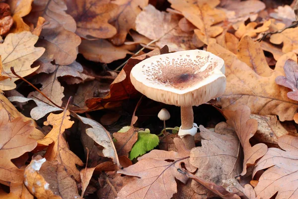 Macrolepiota Procera Parasol Mushrooms Autumn Forest —  Fotos de Stock