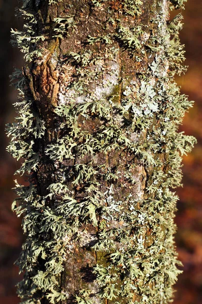 Evernia Prunastri Oakmoss Lichen Tree Trunk — ストック写真