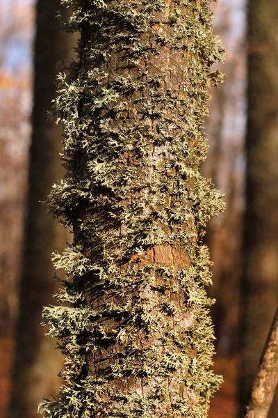 Evernia Prunastri Oakmoss Lichen Tree Trunk — Zdjęcie stockowe