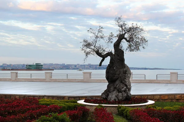 Stare Drzewo Oliwne Bulwarze Baku Azerbejdżan — Zdjęcie stockowe