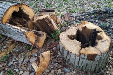 Çürümüş ağaç gövdesi, kereste için kullanılan dokunaçları kes.
