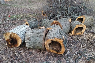 Çürümüş ağaç gövdesi, kereste için kullanılan dokunaçları kes.