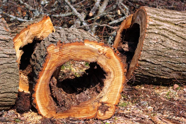 Tronco Árvore Cariada Cortar Touchwood Usado Para Madeira — Fotografia de Stock