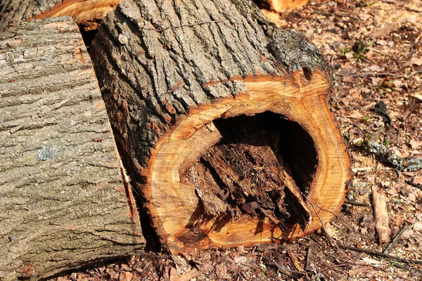朽ちた木の幹 木に使われるタッチウッドを切り倒す — ストック写真