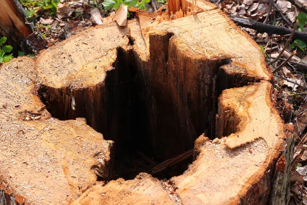朽ちた木の幹 木に使われるタッチウッドを切り倒す — ストック写真