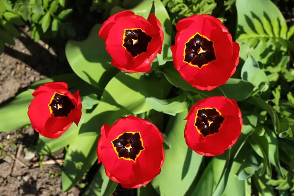 Bahçedeki Parlak Kırmızı Lale Çiçekleri — Stok fotoğraf