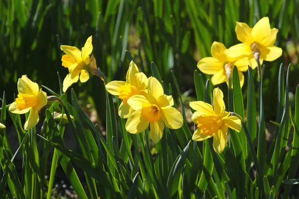 Bahçedeki Parlak Sarı Nergis Çiçekleri — Stok fotoğraf