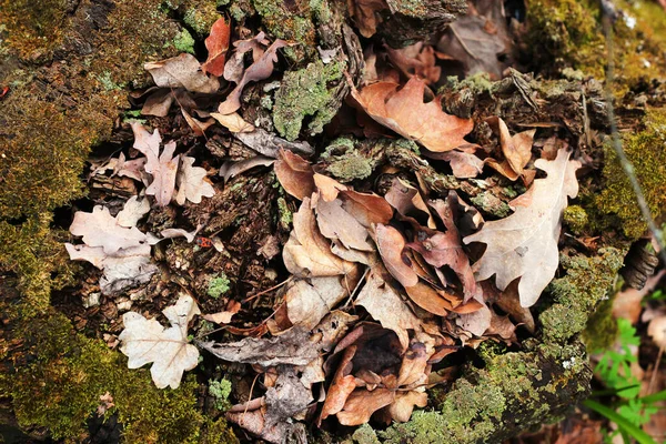 Vieux Tronc Creux Rempli Feuilles Chêne Tombées Dans Forêt Automne — Photo