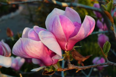 Baharın ilk zamanlarında bahçede manolya çiçekleri