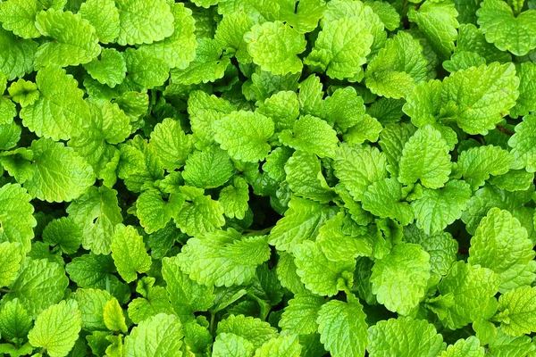 Dedaunan Balsem Lemon Atau Melissa Officinalis — Stok Foto