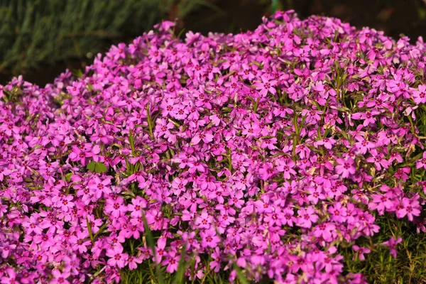 Цветы Розового Диануса Саду — стоковое фото