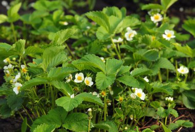 Baharda bahçede çilek çiçekleri