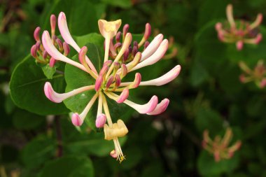 Hanımeli ya da İlkbaharda Lonicera çiçekleri