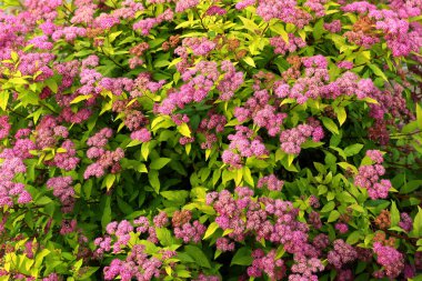 Bahçedeki Japon çayırkuşu (Spiraea japonica) çiçekleri