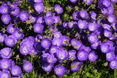 Bahçedeki Tussock çan çiçekleri (Campanula carpatica)