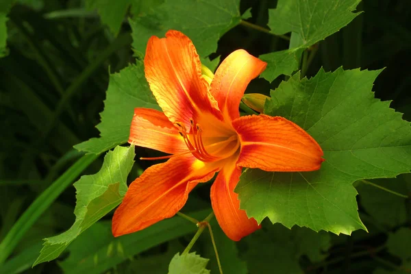 Narancssárga Napliliom Hemerocallis Fulva Virág Kertben — Stock Fotó