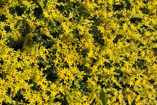 Sedum Acre Piedra Musgo Oro Una Planta Jardín Popular —  Fotos de Stock