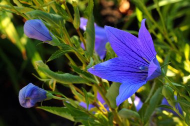 Platycodon Grandiflorus veya bir bahçede çan çiçeği