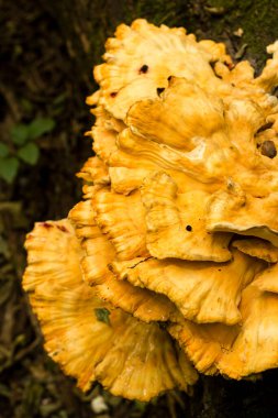 Ormanların Yengeci mantarı, Polyporus sülfür.