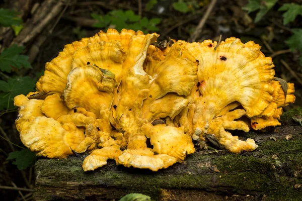 Hongos Del Soporte Del Cangrejo Del Bosque Polyporus Sulphureus —  Fotos de Stock