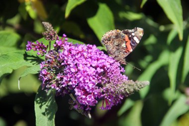 Kelebek çalılığındaki tavuskuşu kelebeği ya da Buda çiçekleri