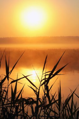 Küçük bir nehir sisli sabahı
